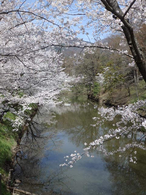 上田城/桜