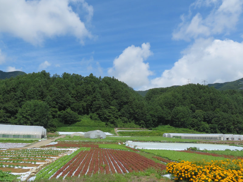 高原野菜 高原野菜