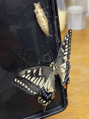 キアゲハ キアゲハ