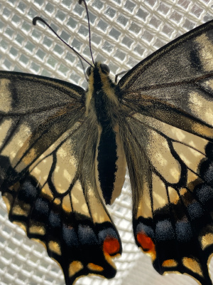 キアゲハ キアゲハ