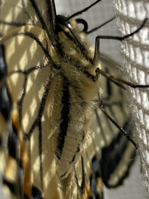 キアゲハ キアゲハ